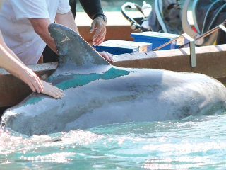 Golfinhos do SeaWorld sofrem de infecções e marcas de mordida, revela veterinário