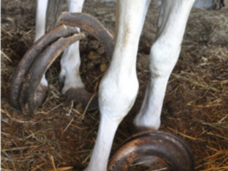 EUA: Cavalos trancados durante 15 anos são encontrados em um estábulo com cascos gigantes e rodeados de estrume