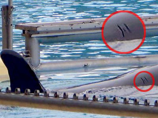 PETA pede à Espanha que investigue “prisão de orcas” em Tenerife