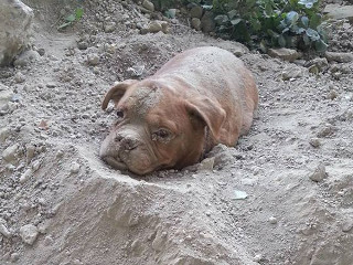 Cão amarrado e enterrado vivo é salvo por homem na França