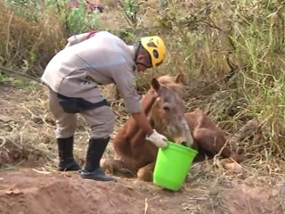 Bombeiros e moradores resgatam cavalo que caiu em buraco; veja
