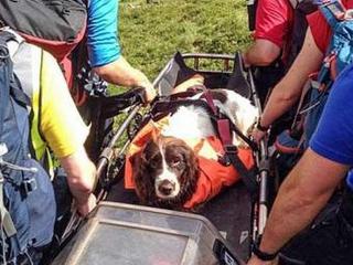 Cachorro sobrevive a queda de penhasco de 200 metros