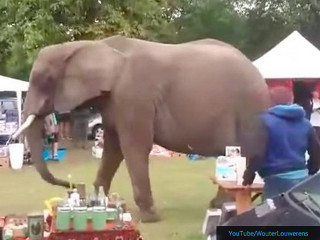 Holanda: Elefante solitário de circo escapa para explorar mercado das pulgas
