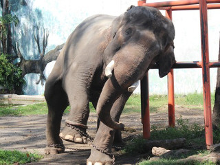 Indonésia: Zoológicos mantêm elefantes imobilizados amarrando suas pernas