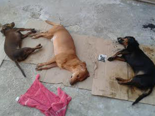 Cães são envenenados na cidade de Carandaí, MG