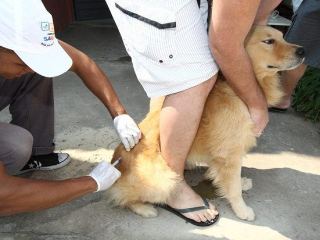 Campanha tem meta de vacinar quase 210 mil cães e gatos no Norte de Minas Gerais