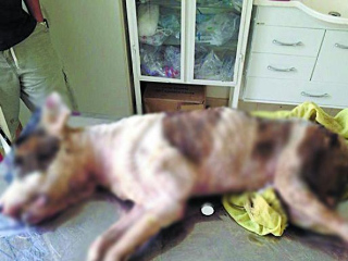 Polícia Civil investiga maus-tratos a pitbull em Prado, MG