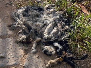 Rabos encontrados em MG eram na maioria de cães, aponta laudo