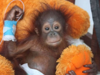 Orangotango perde a vontade de viver após morte de sua mãe na Malásia