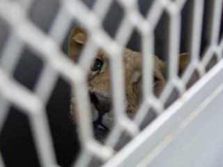 Autoridades do México enviam animais para santuário americano após maus-tratos