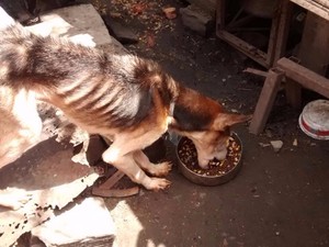 Homem suspeito de maus-tratos a cachorros é detido em Caruaru, PE