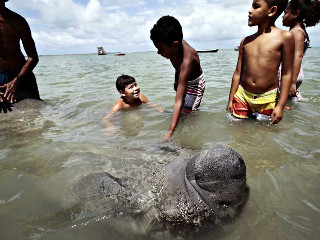 Peixe-boi é encontrado na praia de Rio Doce em Olinda, PE