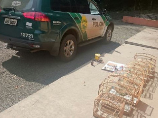 Polícia Ambiental apreende pássaros silvestres e apetrechos usados em rinha de galos em Itapejara D’ Oeste, PR