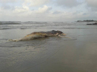 Mais uma baleia jubarte aparece morta em Matinhos, PR