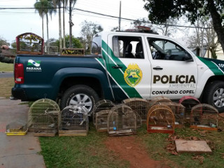Após denúncia anônima, polícia apreende mais de 100 aves silvestres no Paraná