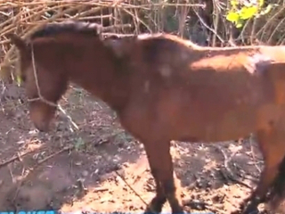 Polícia Ambiental apreende 70 cabritos e cavalos com sinais de maus-tratos em parque do RJ