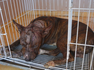 Cachorro sobrevive após ser atacado com mais de 10 golpes de facão em Ariquemes, RO
