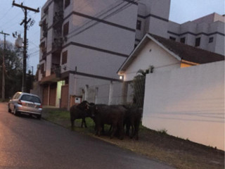 Búfalos que escaparam em Sapiranga andam por bairros de Novo Hamburgo, RS