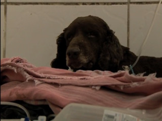 Cão queimado vivo no RS piora e é transferido para hospital veterinário
