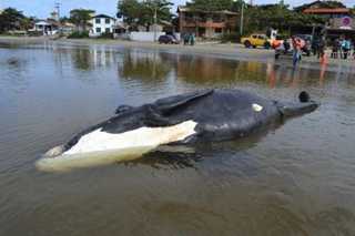 Baleias em extinção morrem em seu berçário no sul do país