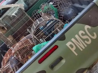 Polícia Ambiental apreende animais silvestres e munição em casa no Quiriri, SC