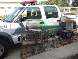 Polícia Ambiental resgata 15 aves mantidas em cativeiro em Barbosa, SP