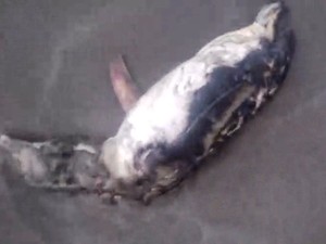 Pinguim aparece morto na praia do Embaré, em Santos, SP