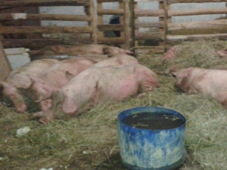 Ativistas procuram vegetarianos para adotar porcas resgatadas em acidente em Barueri, SP