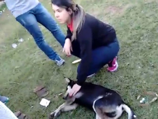 Homem é agredido após furar cachorro com espetinho de churrasco em Votorantim, SP