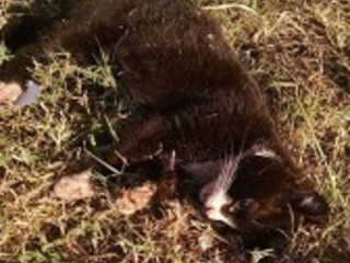 Sociedade Protetora dos Animais denuncia matança de gatos em Votuporanga, SP