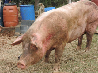 9 porcos resgatados do Rodoanel são adotados por veterinária, diz ativista