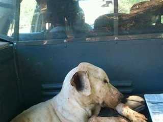 Morre cachorra resgatada dentro de bueiro por voluntários em Votuporanga, SP