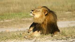 Irmão do leão Cecil é morto por caçador no Zimbábue