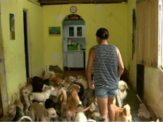 Cuidadora de animais acusa vizinhos de matarem 66 gatos na Bahia: “Estão matando meus bichos”