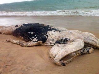 Baleia jubarte é achada na praia de Arraial d´Ajuda, região sul da Bahia