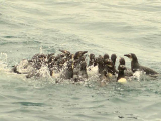 Pinguins são soltos após temporada de reabilitação no litoral do ES