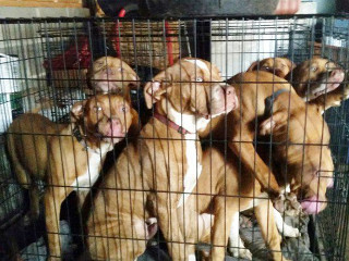 Homem mantinha 7 cachorros em uma gaiola nos EUA
