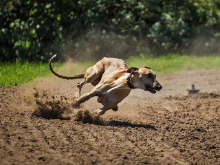 Vitória para galgos Ingleses com o fim das corridas de cachorros no Texas, EUA