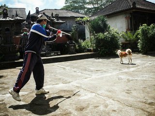 Bali extermina cães para controlar epidemia de raiva