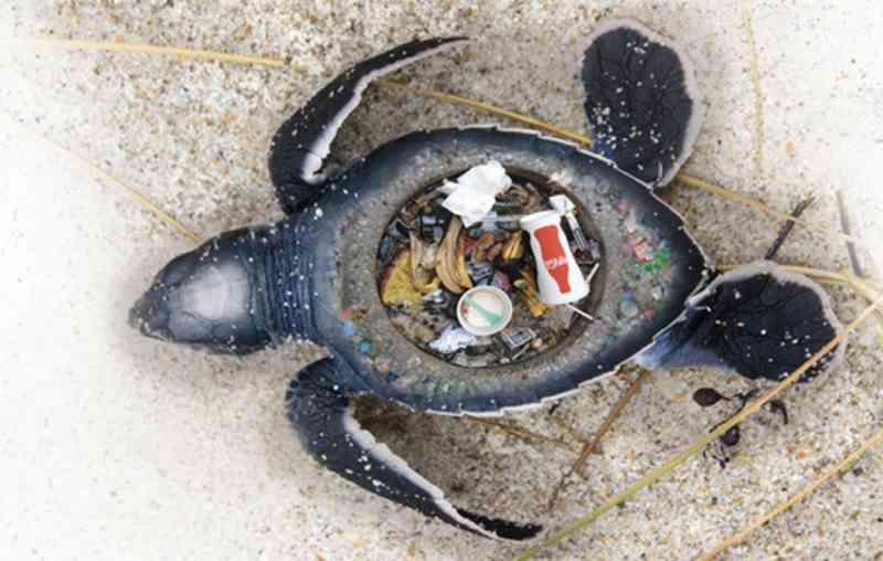 Fotos impressionantes expõem o terrível impacto do lixo plástico em animais marinhos