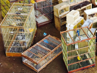 Agência ambiental resgata pássaros em feira livre no Cordeiro, PE