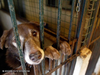 Portugal: Governo diz não ser possível proibir de imediato abate de animais errantes