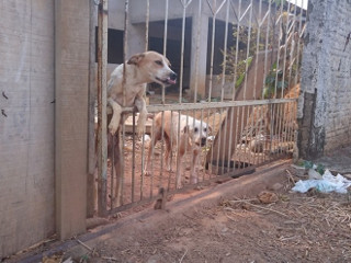 Em RO, dois cachorros estão há 6 meses trancados em quintal de casa