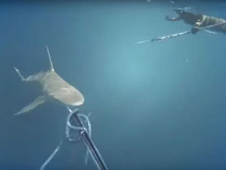 Australiano é duramente criticado após matar tubarão com arpão