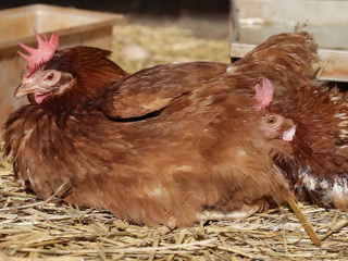 Este curto vídeo inspirador apresentando animais ‘de fazenda’ resgatados mostra que um futuro com compaixão é possível