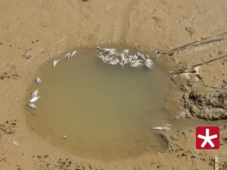 Animais morrem em pequenas poças de água na Lagoa Grande de Patos de Minas, MG