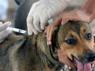 MS: Prefeitura de Rio Brilhante pretende vacinar 80% dos mais de oito mil cães e gatos no dia 17 de outubro