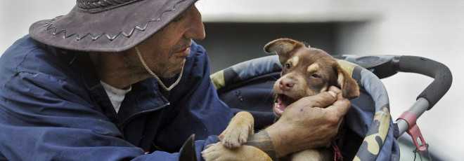 Veterinários prestam cuidados gratuitos aos animais dos sem-abrigo em Portugal