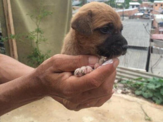 Filhote de cachorro é salvo após 12 horas preso em bueiro na zona norte de Manaus, AM