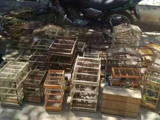 Operação combate o tráfico de animais silvestres na central de abastecimento em Alagoinhas, BA